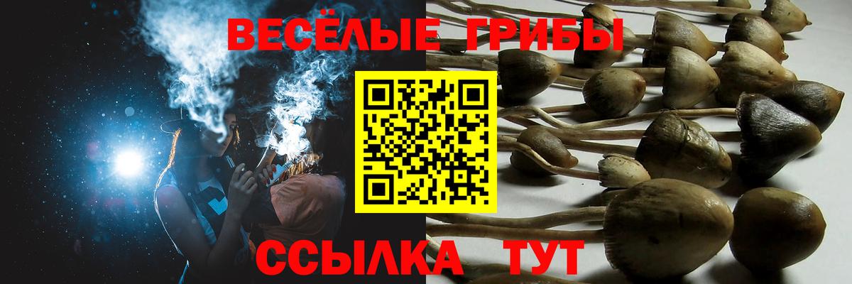 Псилоцибиновые грибы Psilocybe Кумертау